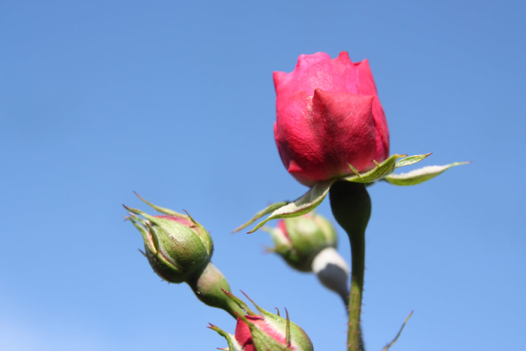 růže Elmshorn