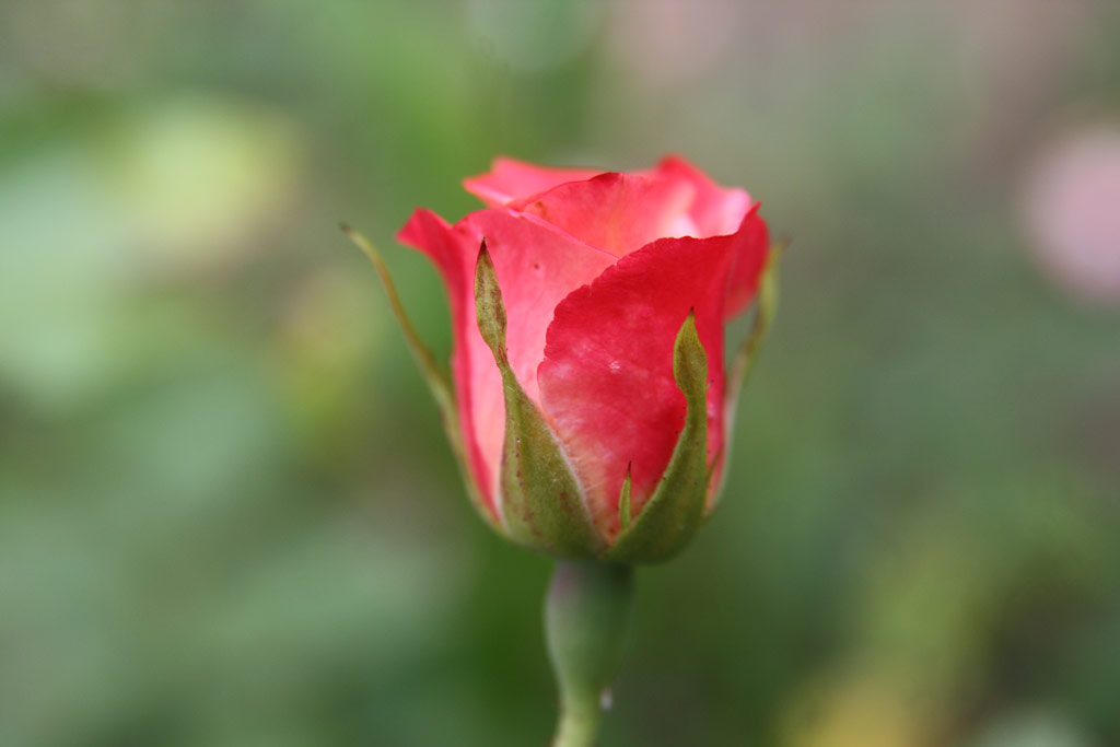 růže Emese