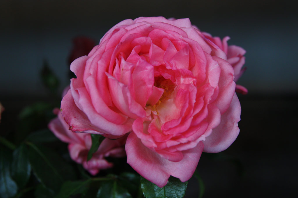 růže Emilia Maria