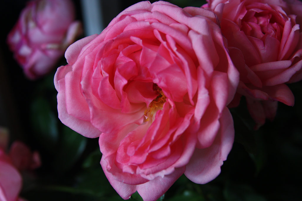 růže Emilia Maria