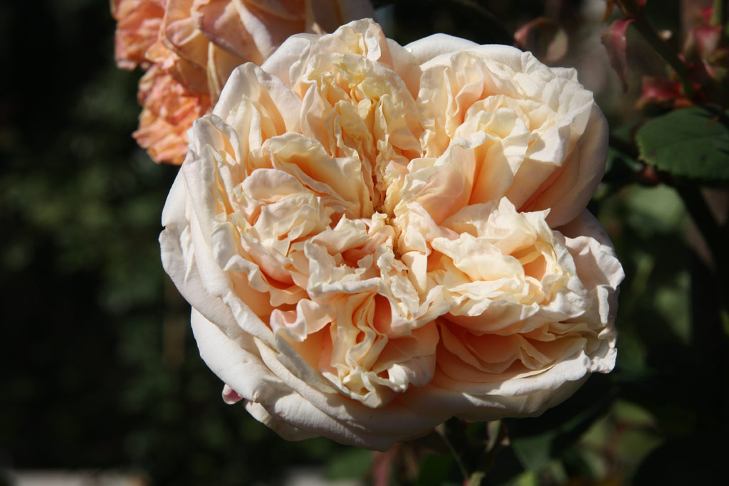růže Emilie Dupuy