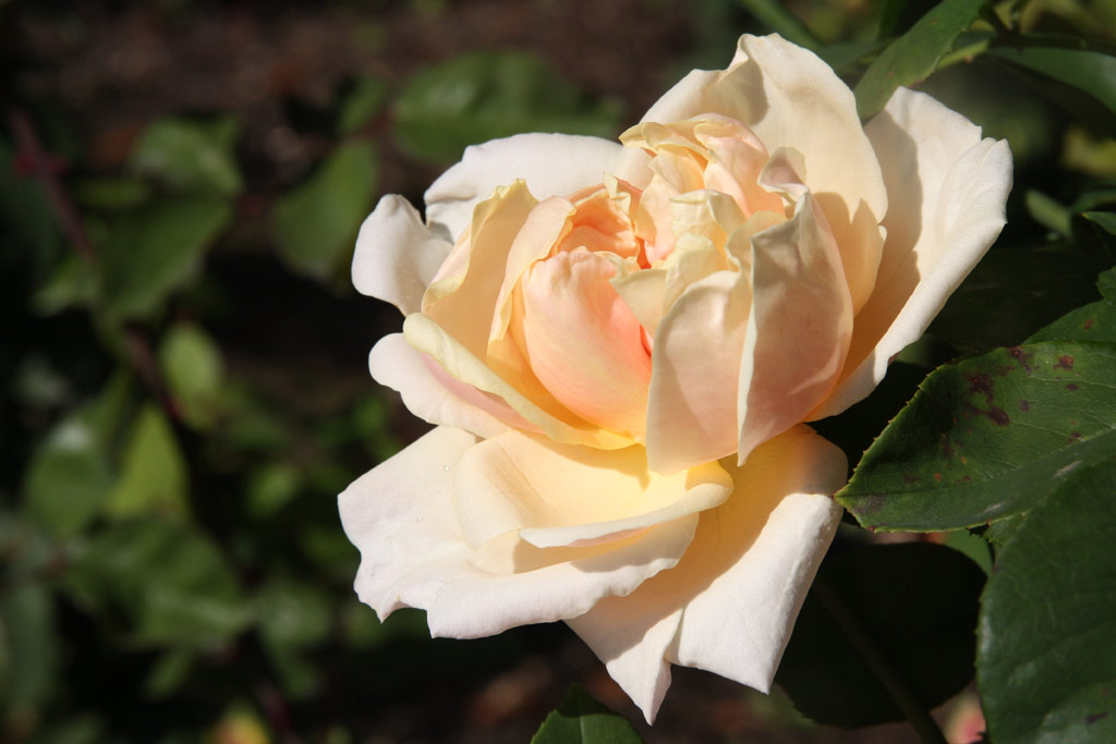 růže Emilie Dupuy