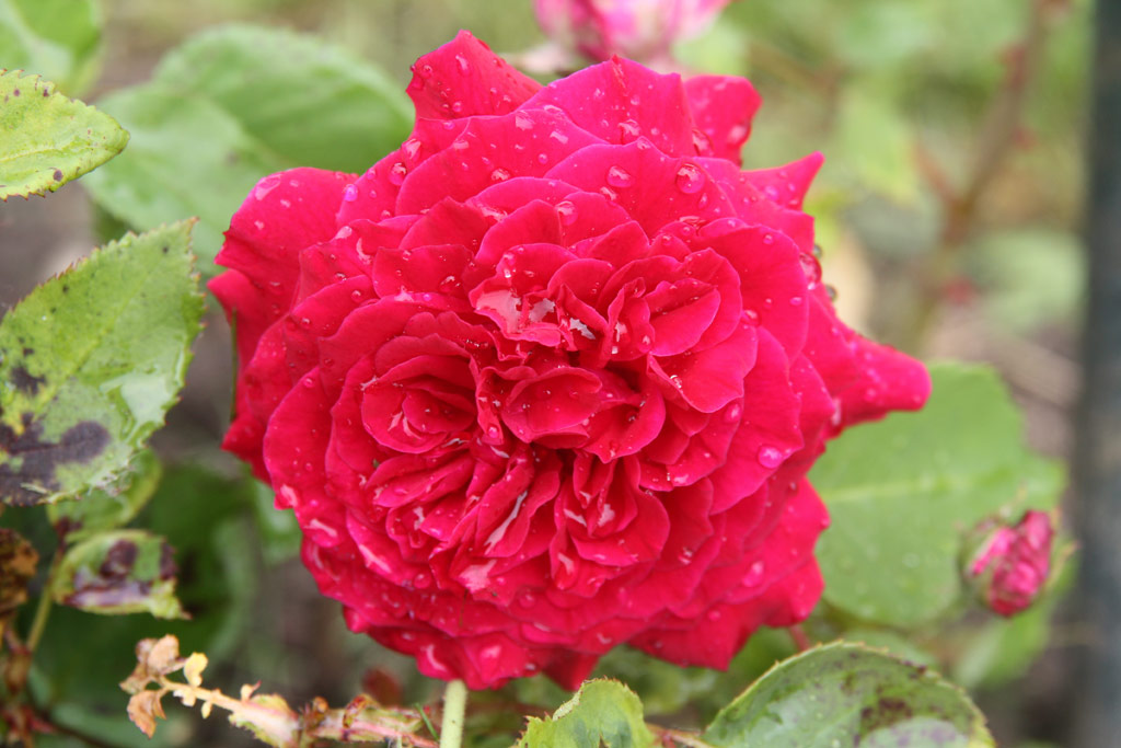 růže Empereur du Maroc
