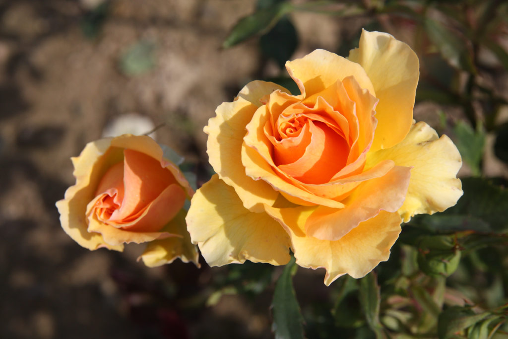 růže Ena Harkness (Kunratice)
