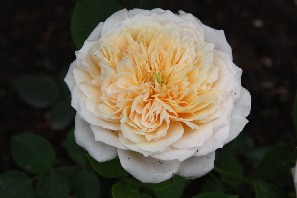 růže English Garden