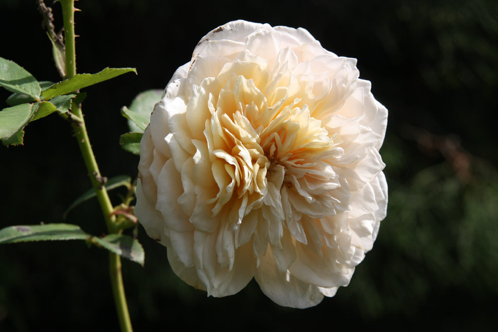 růže English Garden