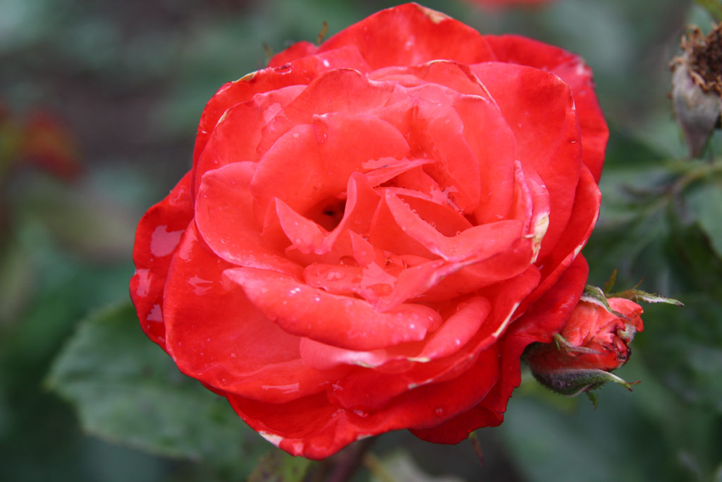 růže Etvs Jzsef Emlke