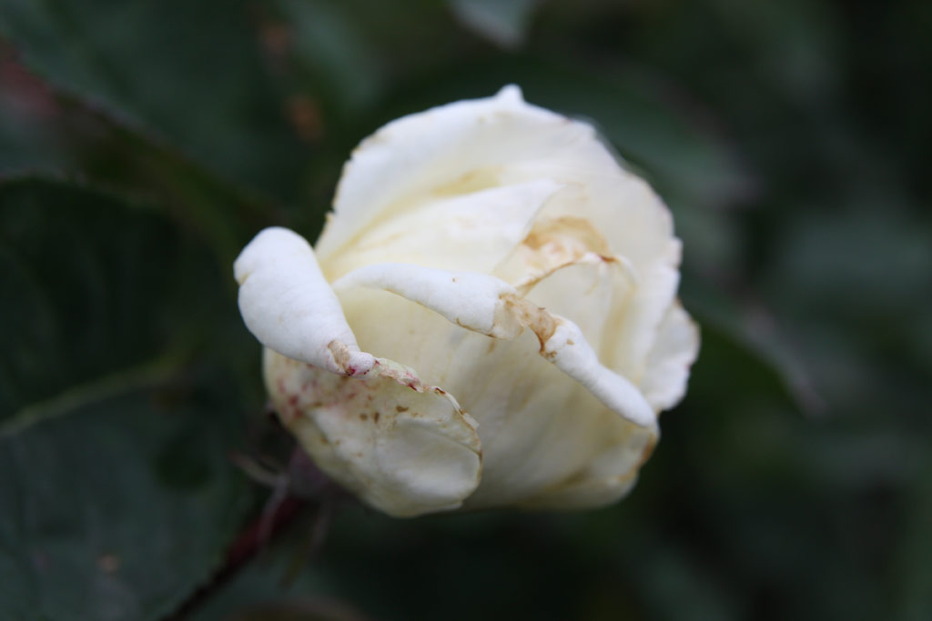 růže Erny