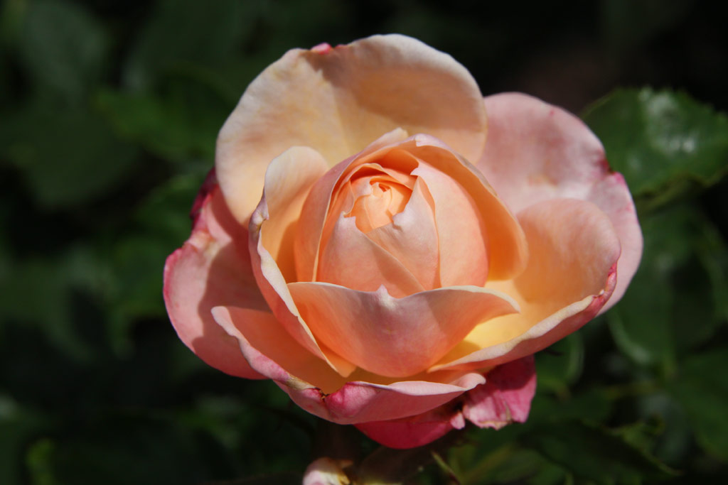 růže Eric von Melnibone