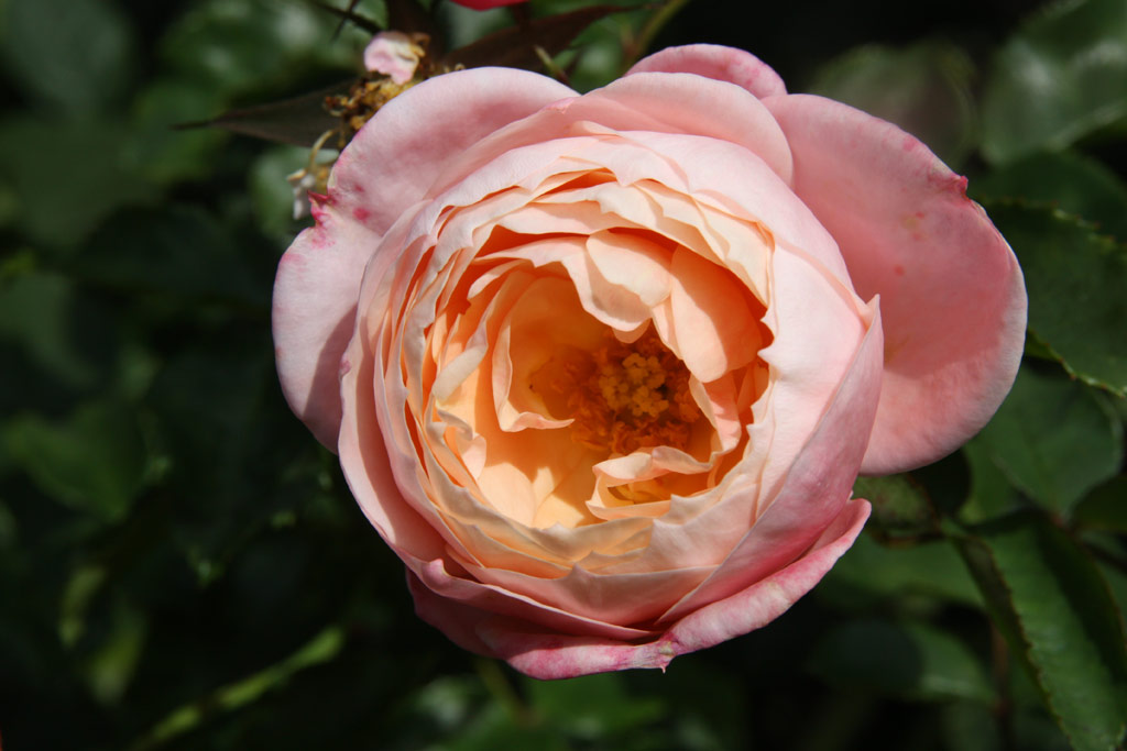 růže Eric von Melnibone