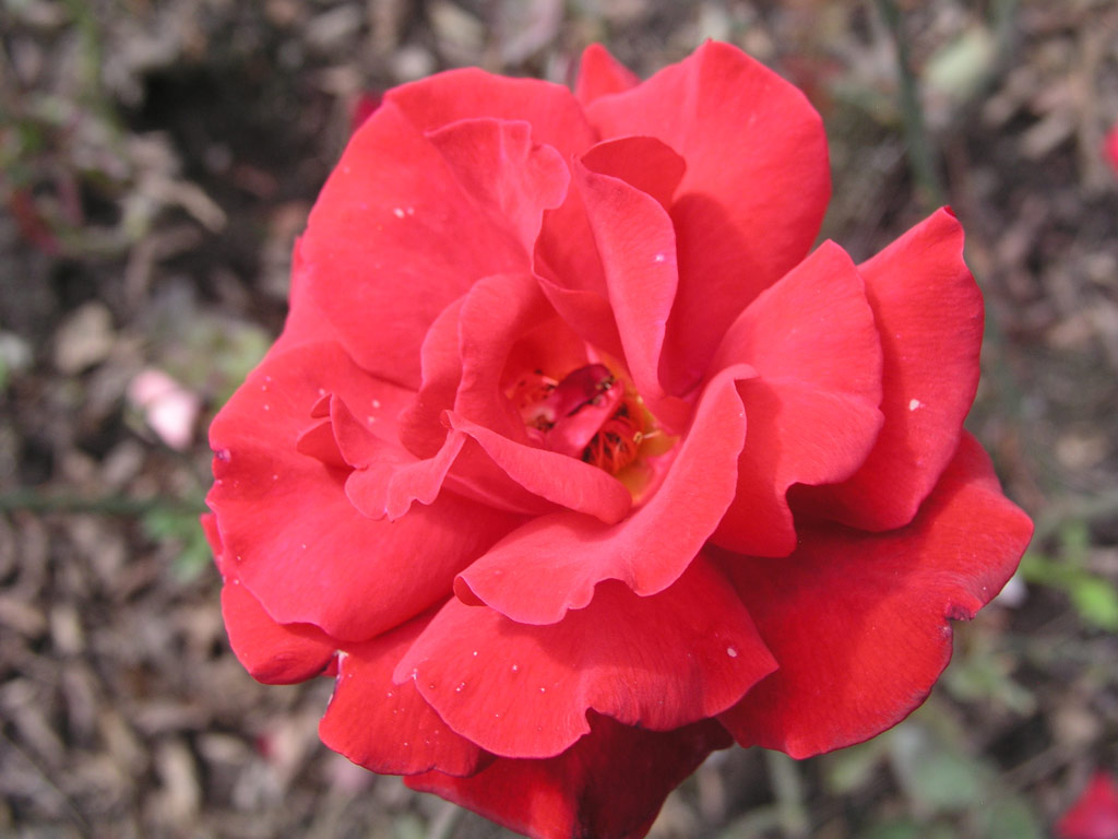 růže Erika Pluhar