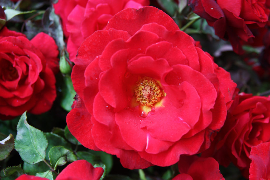 růže Erika Pluhar