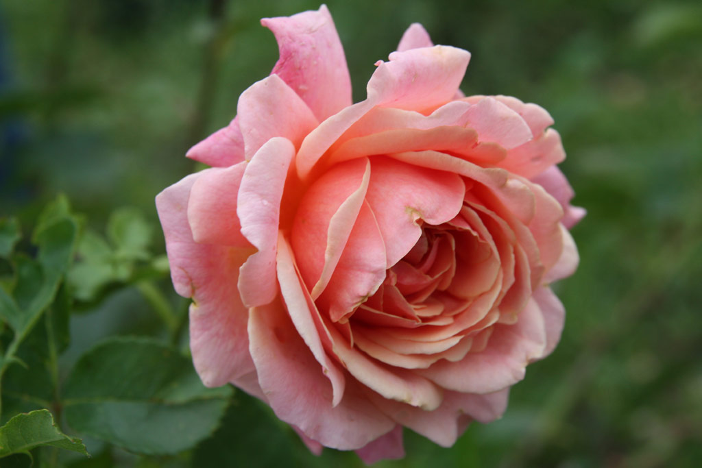růže Erkel Ferenc Emlke