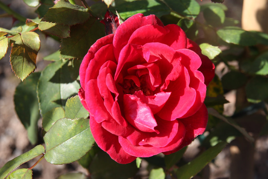 růže Ernest Morse