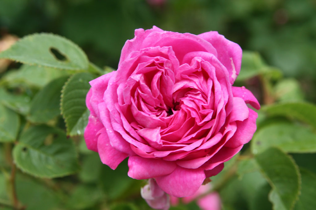 růže Ernst G. Drell