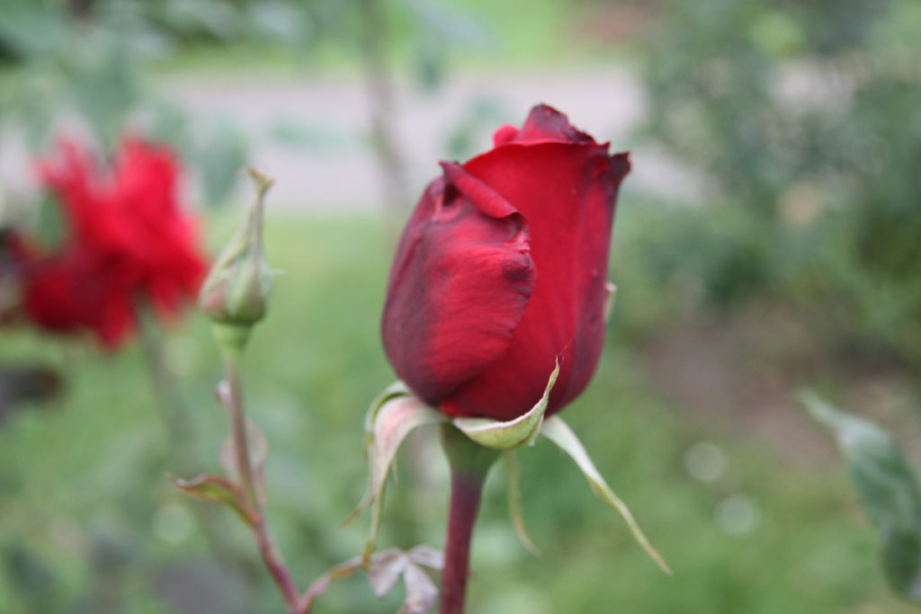 růže Erotika