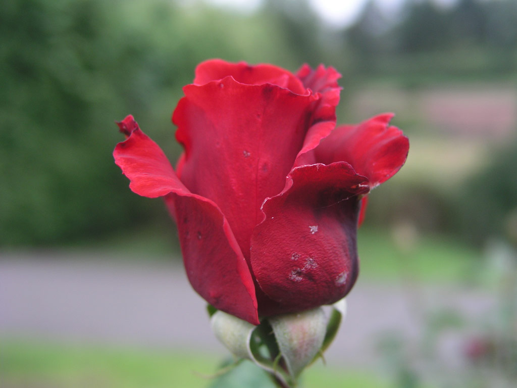růže Erotika