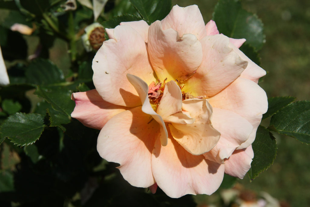 růže Erzgebirgsrose