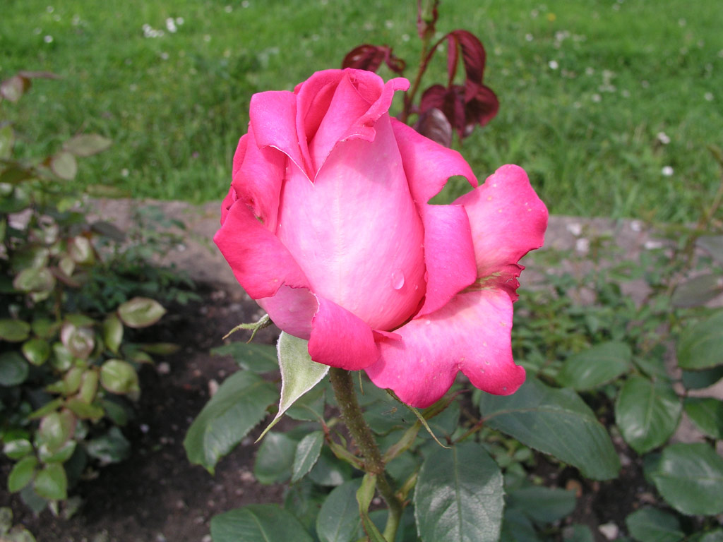 růže Esmeralda (Kordes)