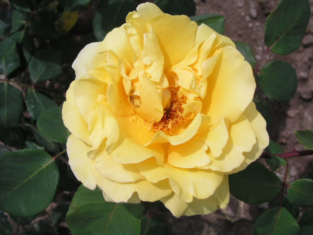 růže Esmeralda (Kunratice)