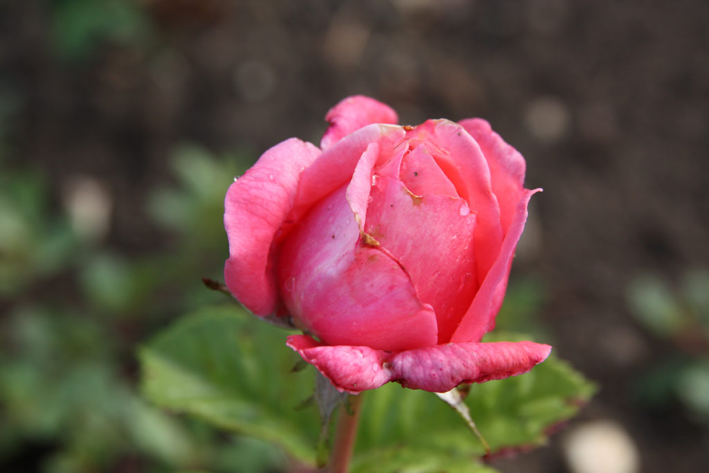 růže Esperanto (Borov hora)