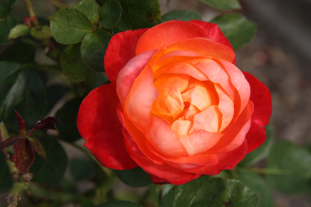 růže Esprit