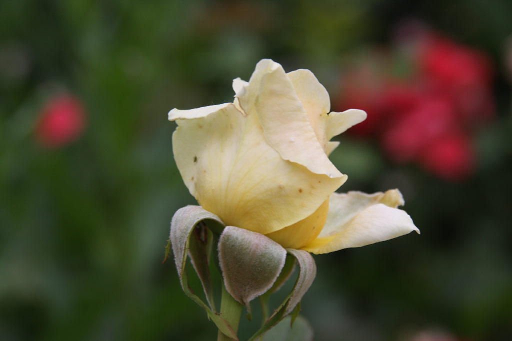 růže Esztergom