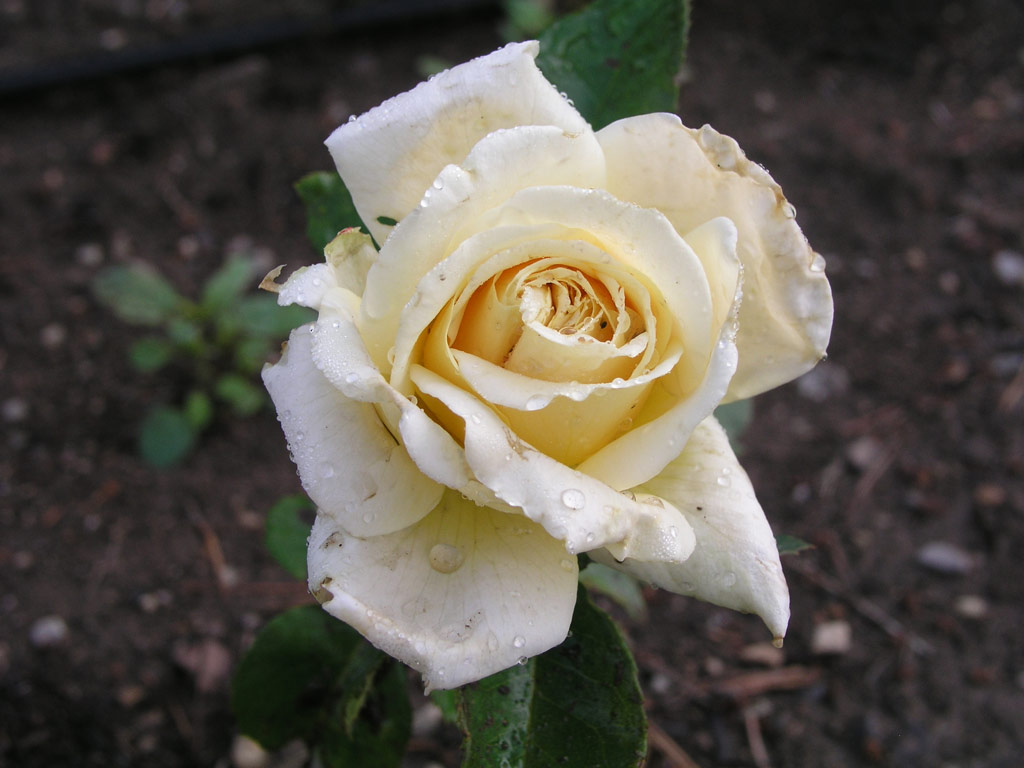 růže Esztergom