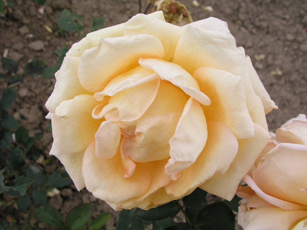 růže Ethel Sanday