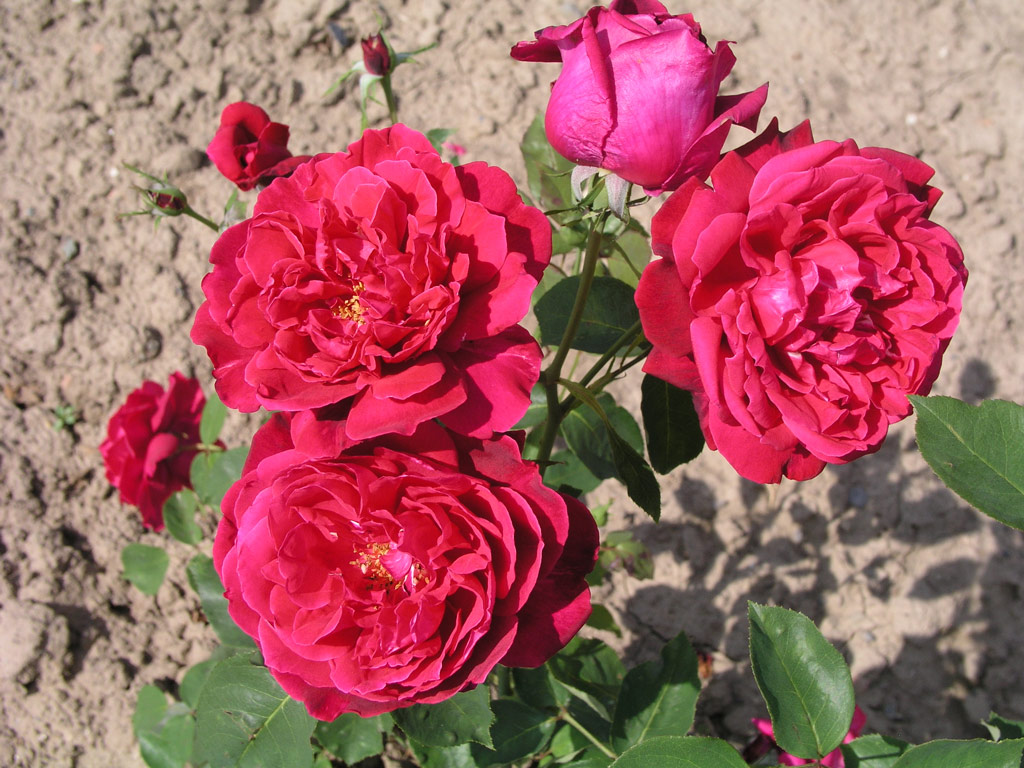 růže Etoile de France