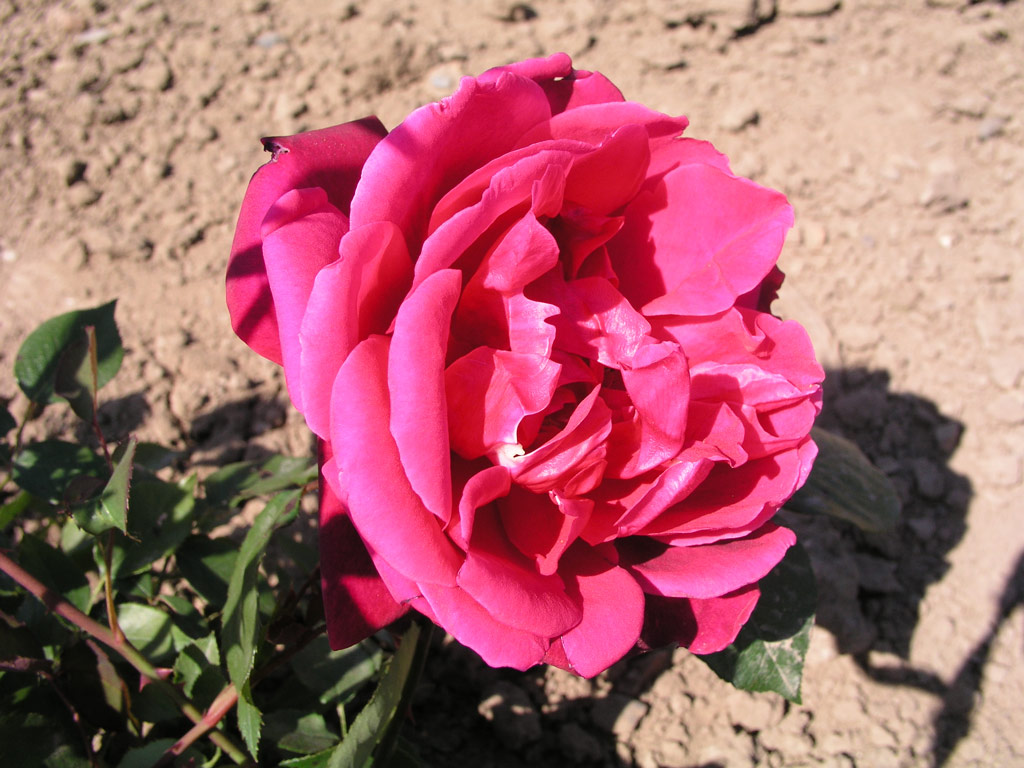 růže Etoile de France