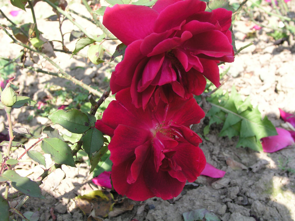 růže Etoile de Hollande
