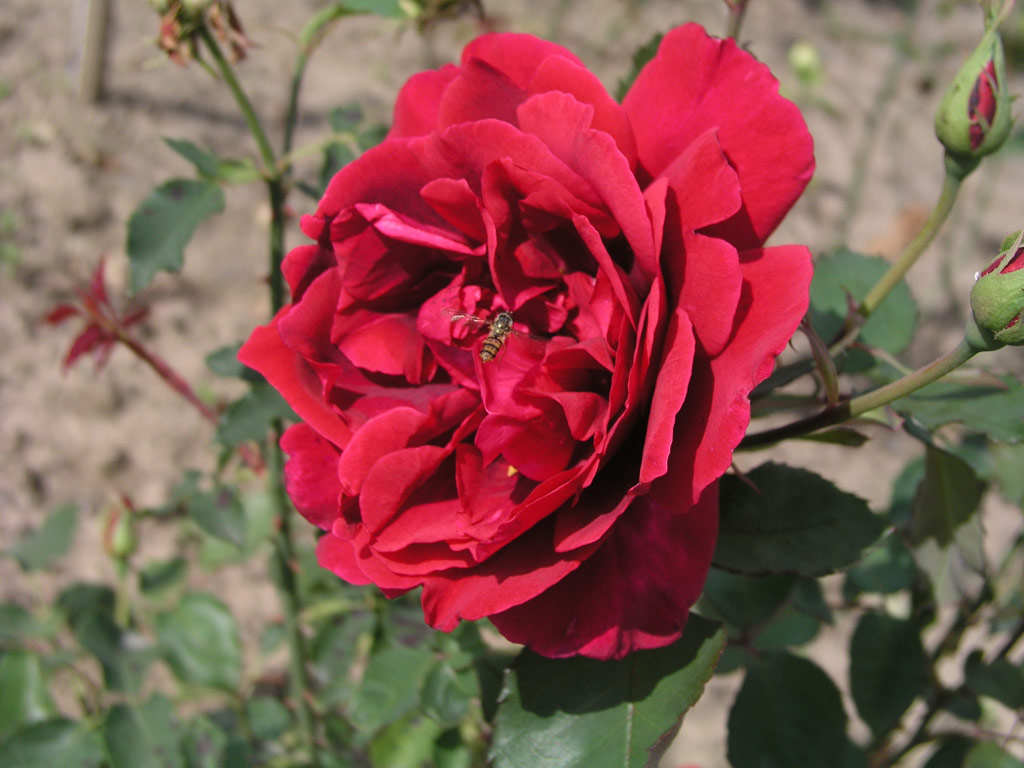 růže Etoile de Hollande