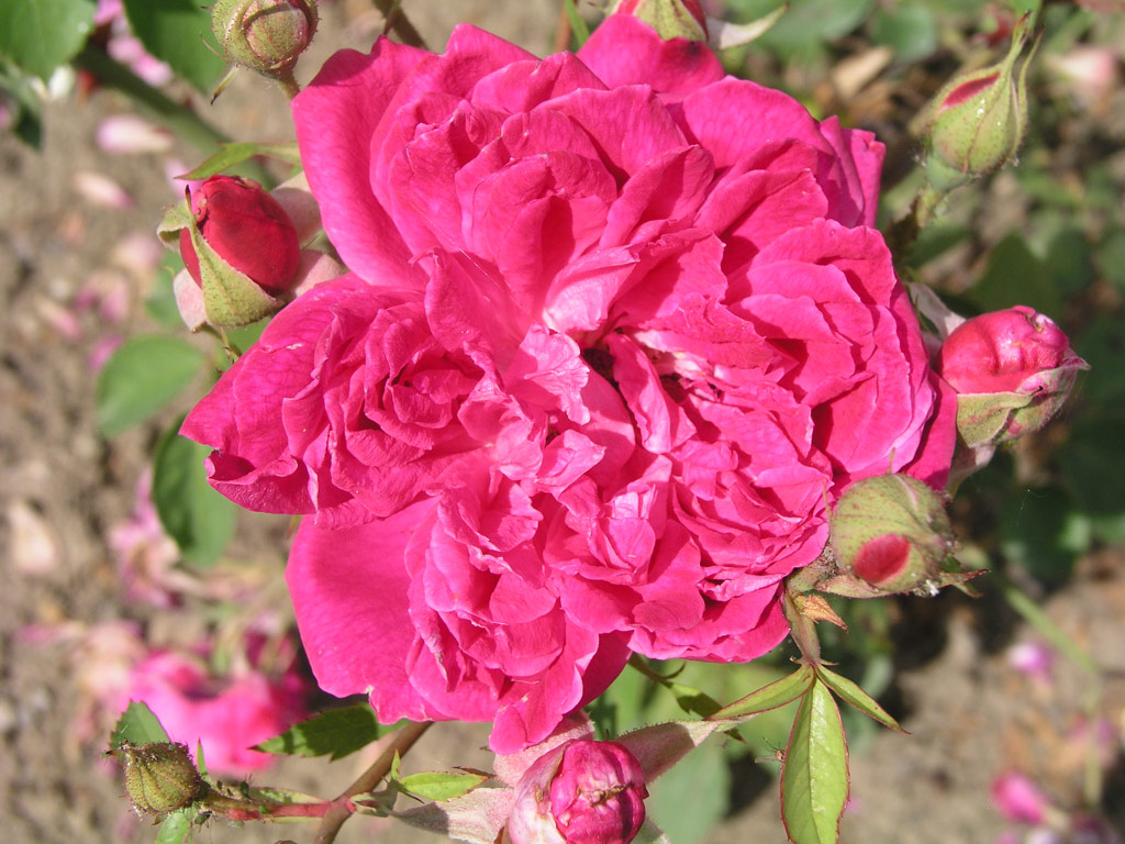 růže Eugene E. Marlitt