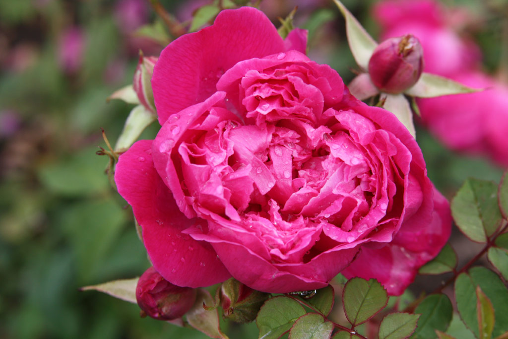 růže Eugene E. Marlitt