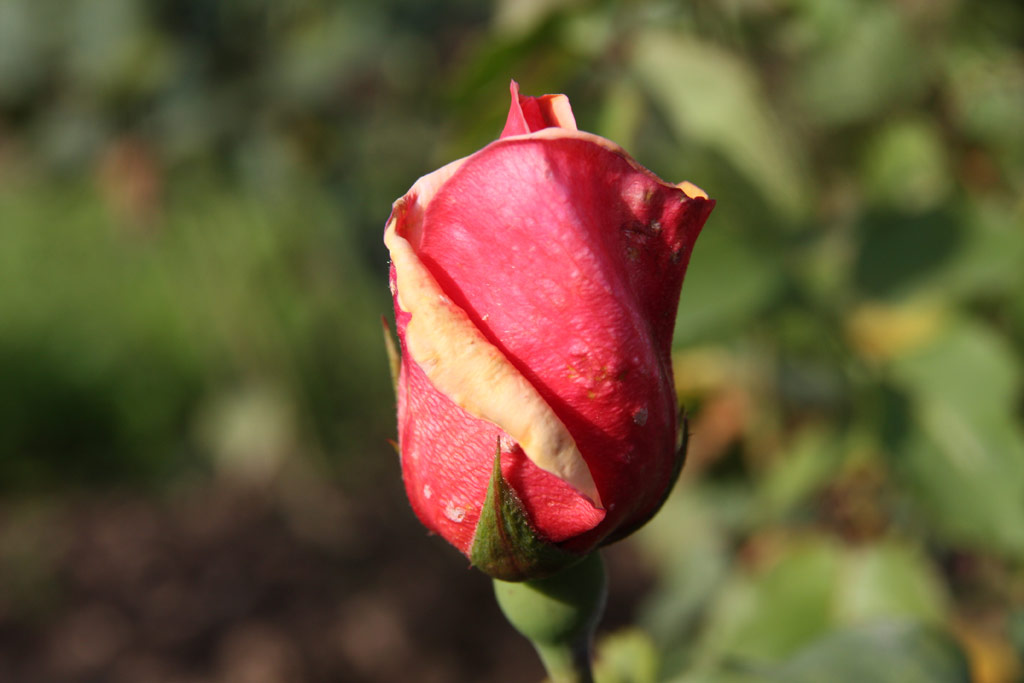 růže Eugene Picard