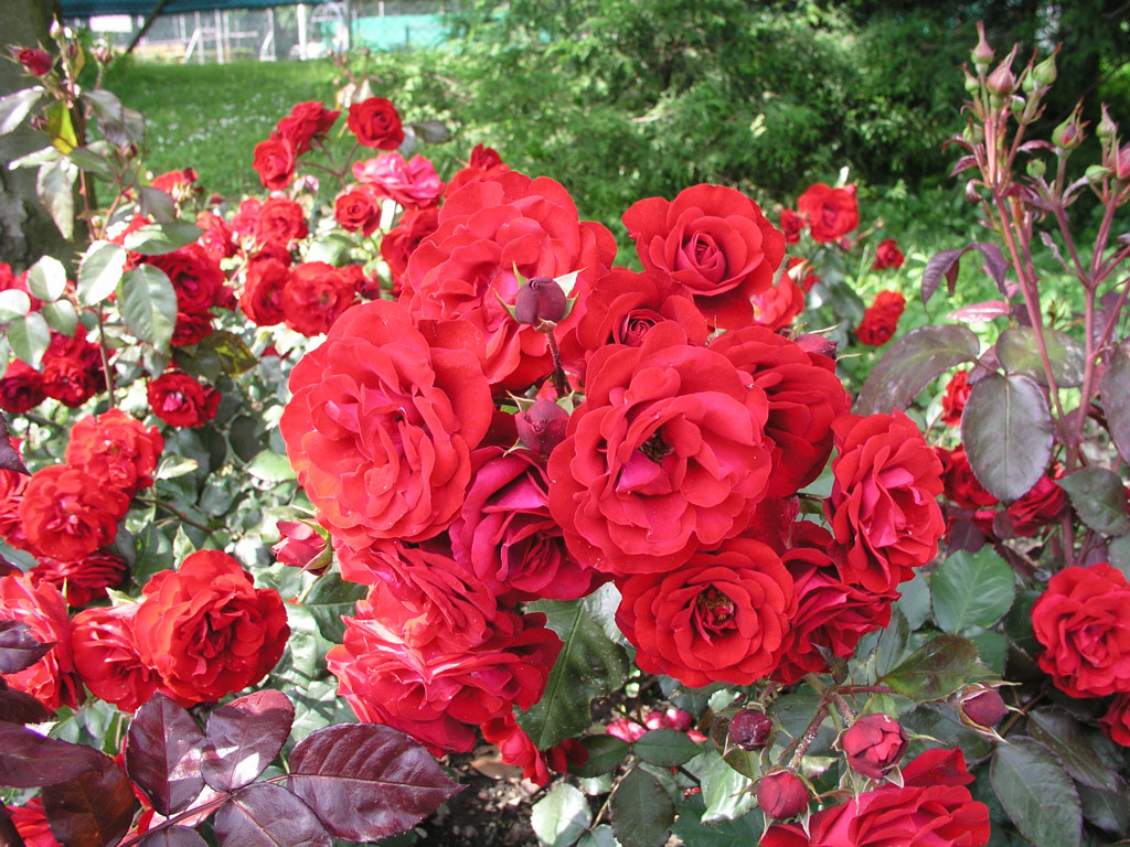 růže Europeana