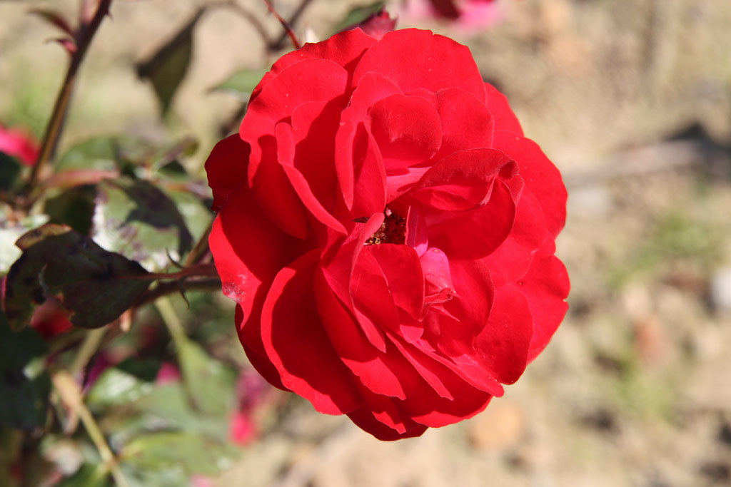 růže Europeana