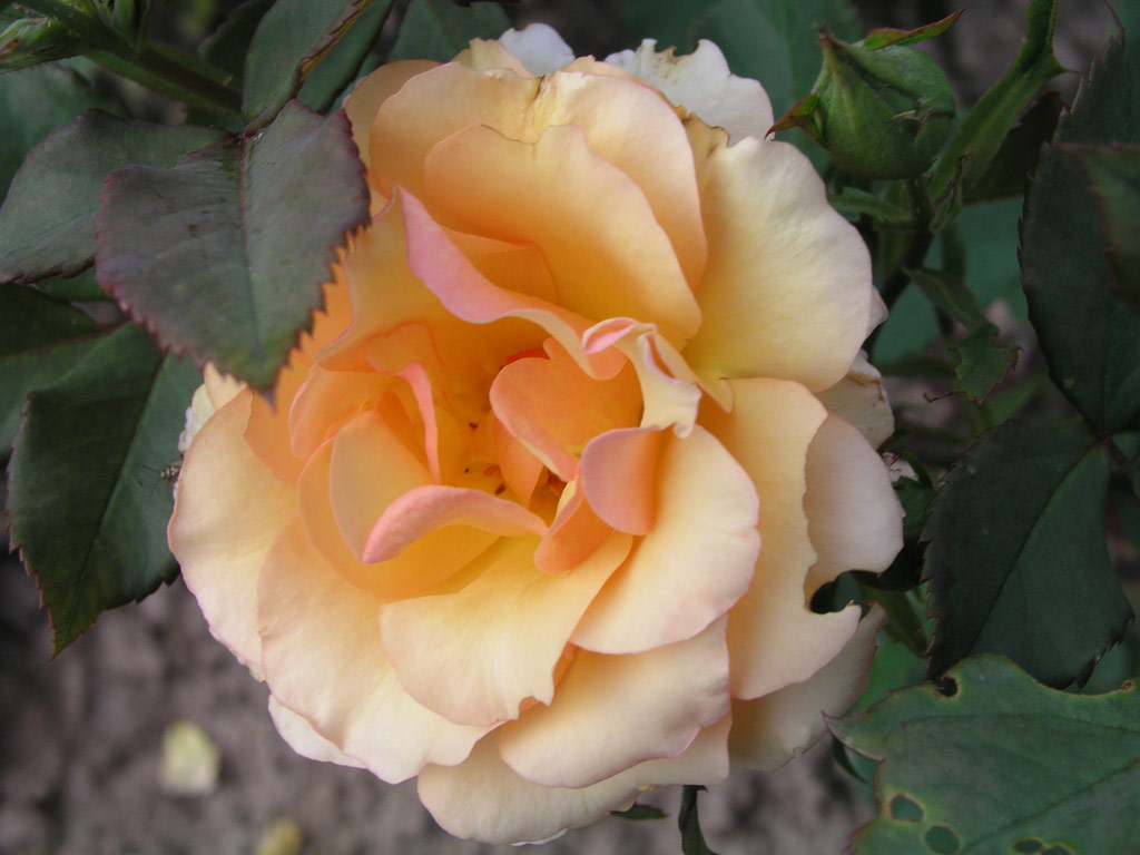 růže Eva Harkness