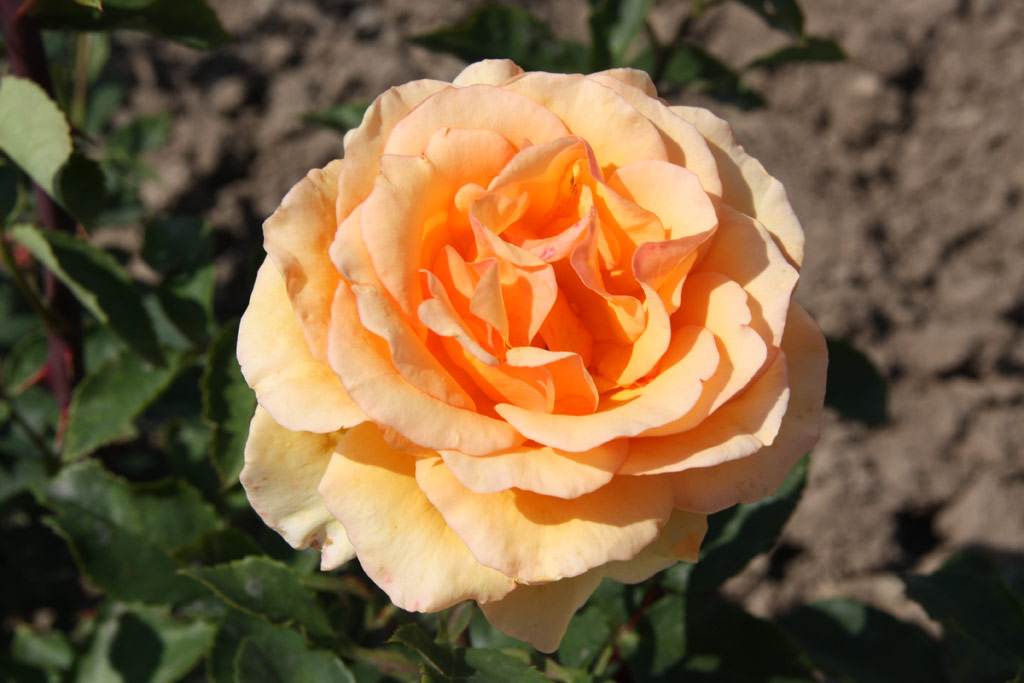 růže Eva Harkness