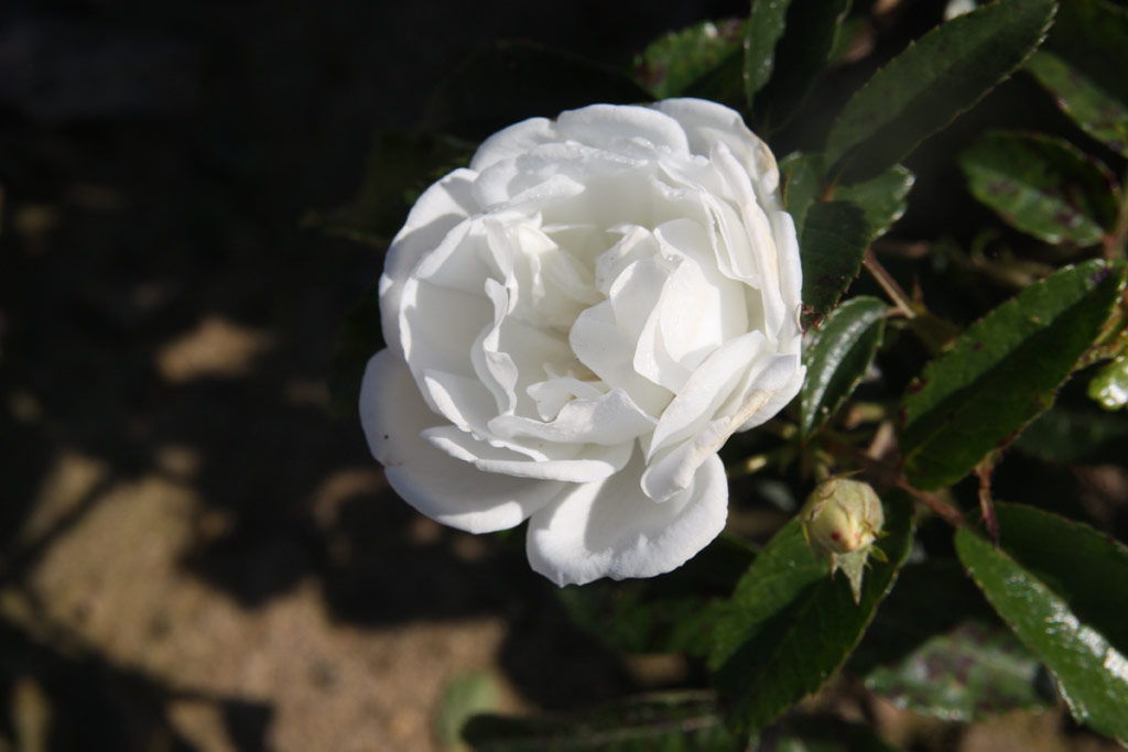 růže Eva Teschendorff