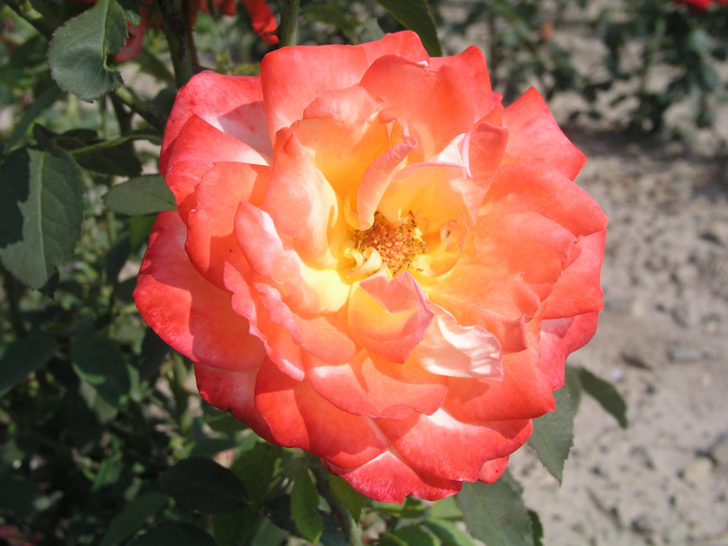 růže Evangeline Bruce