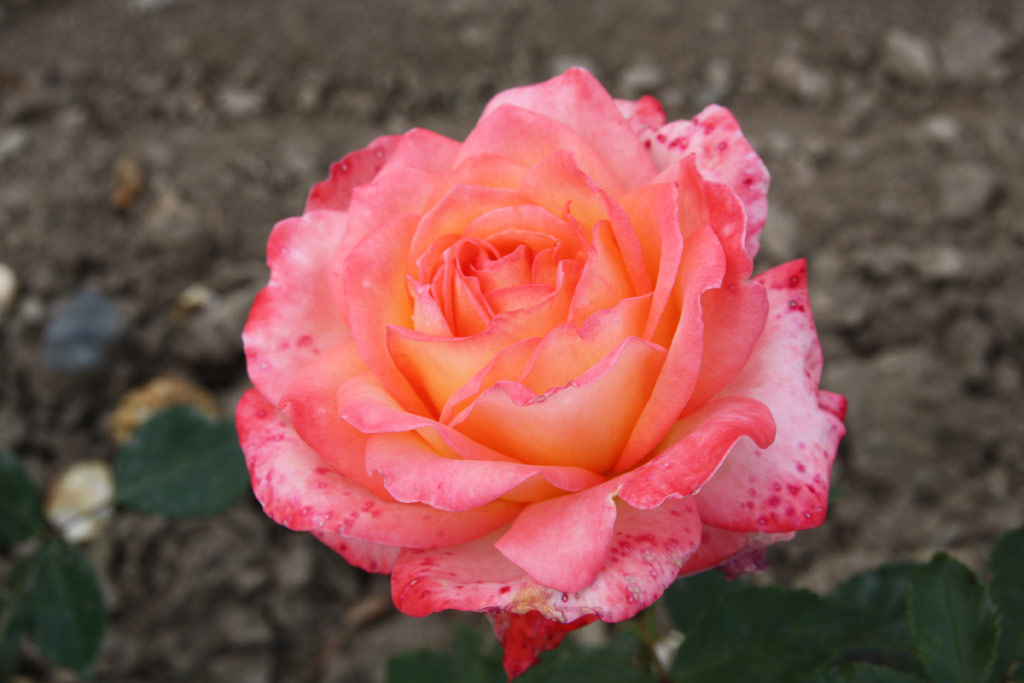 růže Evangeline Bruce