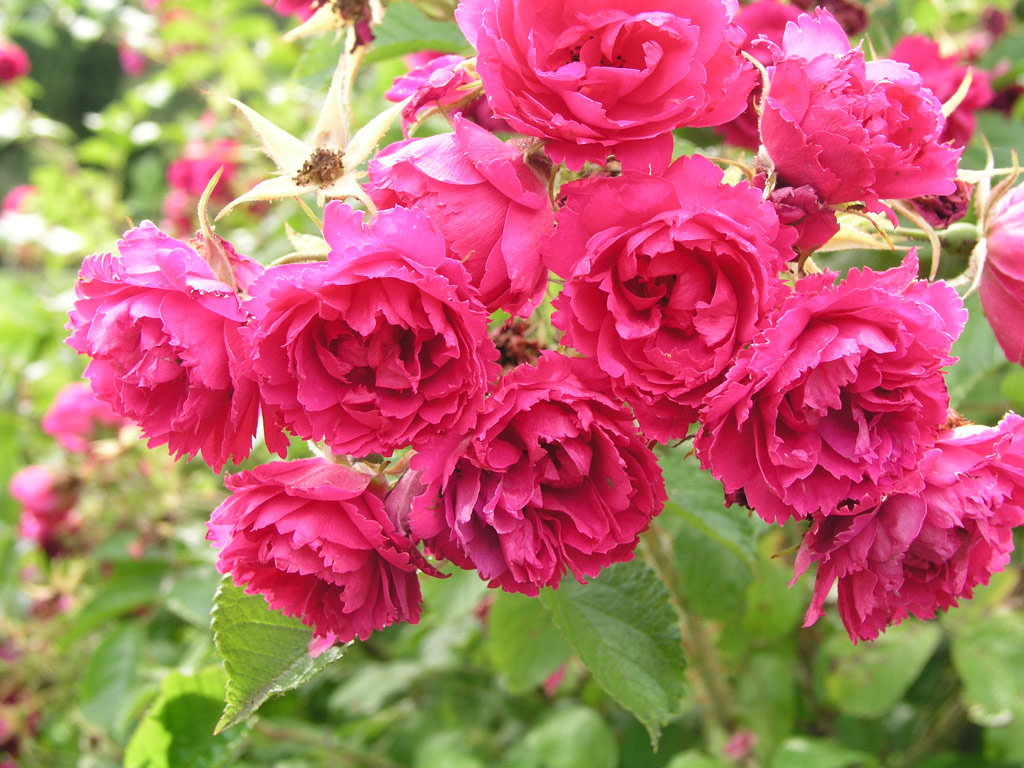 růže F. J. Grootendorst