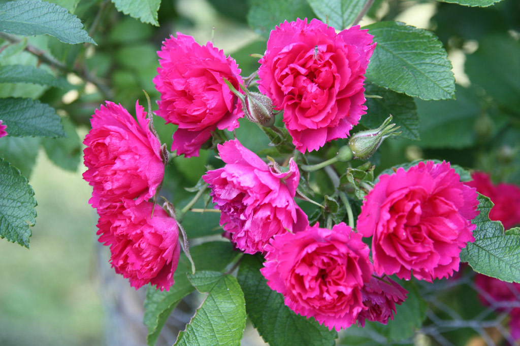 růže F. J. Grootendorst