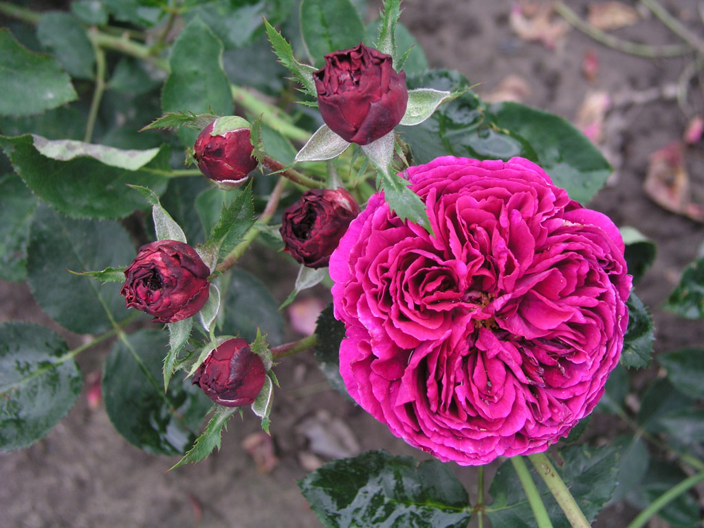 růže Falstaff