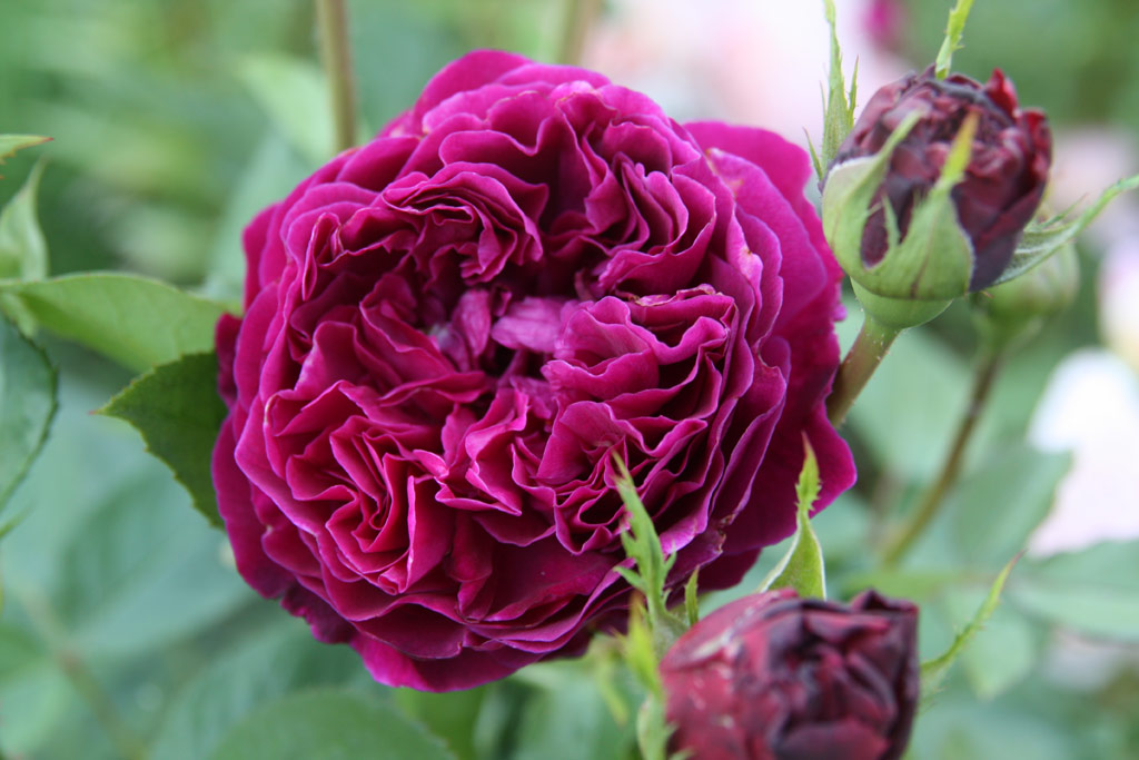 růže Falstaff