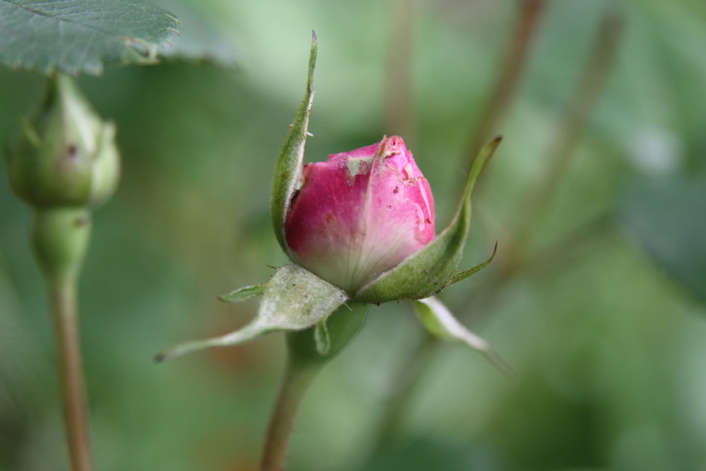 růže Fantin Latour