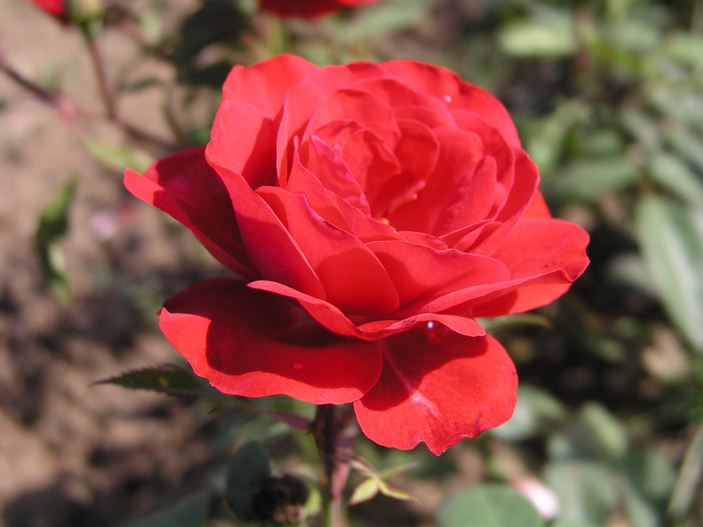 růže Farandole