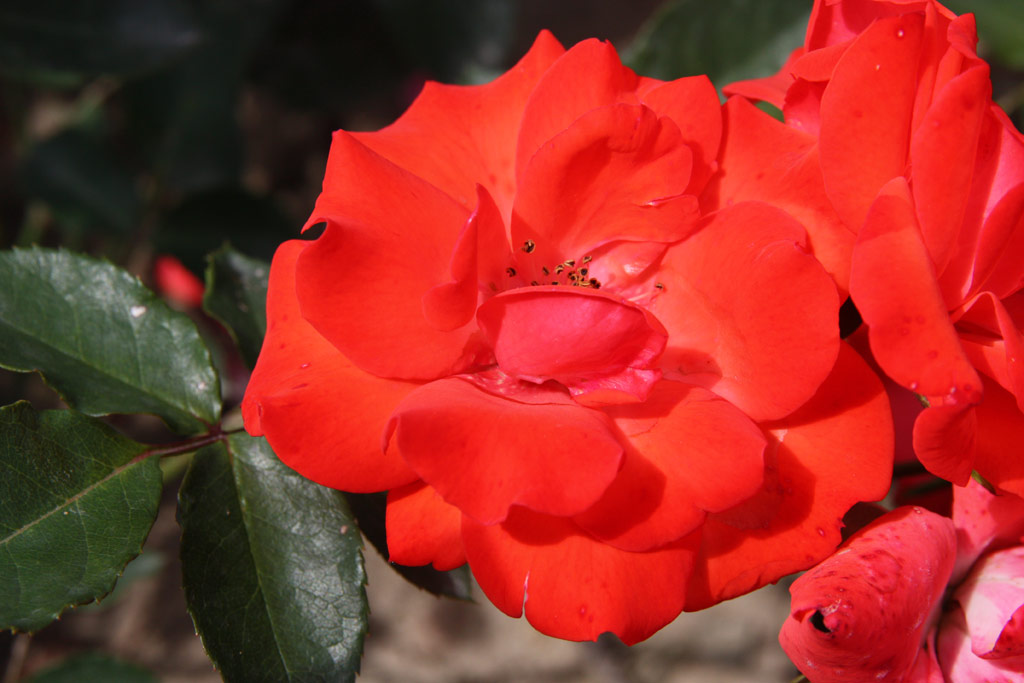 růže Farandole